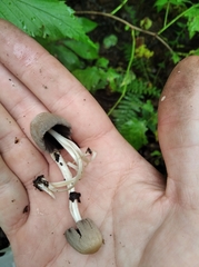 Coprinellus impatiens