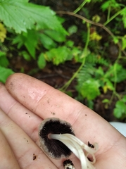 Coprinellus impatiens