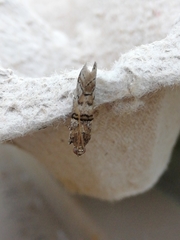 Acrobasis romanella