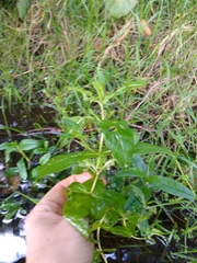 Veronica anagallis-aquatica
