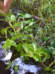 Veronica anagallis-aquatica