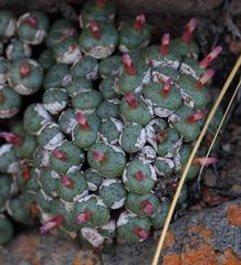 Conophytum piluliforme piluliforme