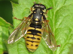 Temnostoma alternans