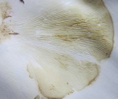 Omphalotus olearius image