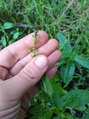Veronica anagallis-aquatica