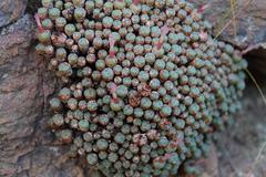 Conophytum piluliforme piluliforme