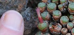 Conophytum piluliforme piluliforme
