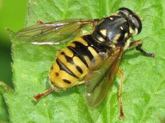 Temnostoma alternans