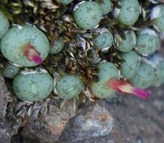 Conophytum piluliforme piluliforme