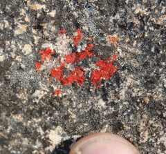 Caloplaca haematodes