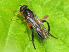 Chalcosyrphus vecors
