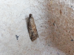 Ephestia woodiella