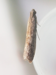 Ephestia woodiella