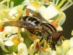 Helophilina