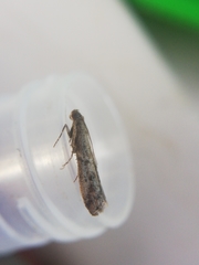Ephestia woodiella