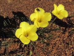 Oxalis flava flava