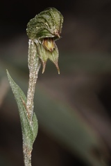 Pterostylis sargentii