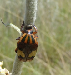 Pedinorrhina trivittata