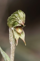 Pterostylis sargentii