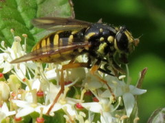 Temnostoma alternans