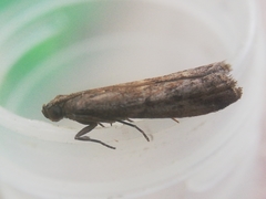 Ephestia woodiella