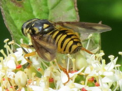 Temnostoma alternans