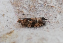 Celypha aurofasciana