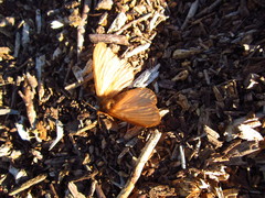 Phyllalia thunbergii