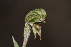 Pterostylis sargentii