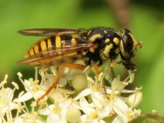 Temnostoma alternans