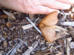 Phyllalia thunbergii
