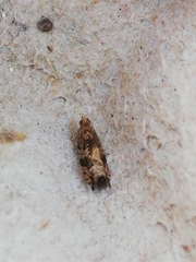 Celypha aurofasciana