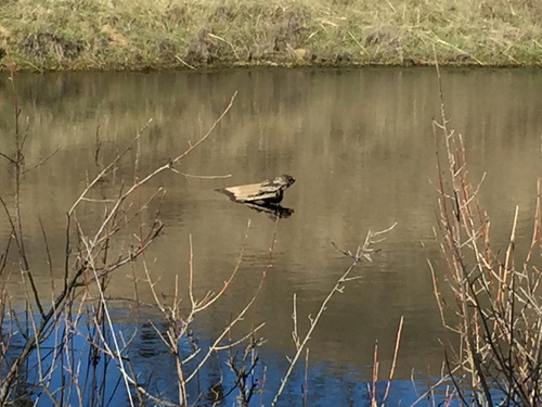 iNaturalist observation photo of Northwestern Pond Turtle