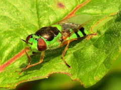 Odontomyia cincta