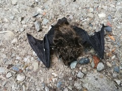 Myotis mystacinus