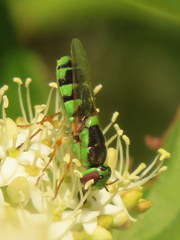 Odontomyia cincta