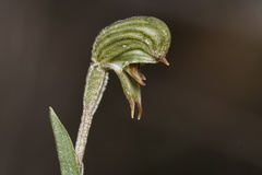 Pterostylis sargentii