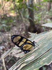 Lepidoptera