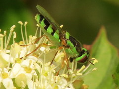 Odontomyia cincta