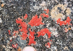 Caloplaca haematodes