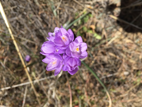 iNaturalist observation photo of blue dicks