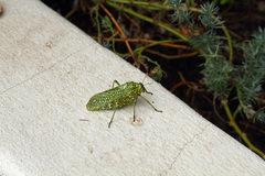 Physemacris variolosa