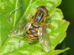 Parhelophilus laetus