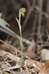 Pterostylis sargentii