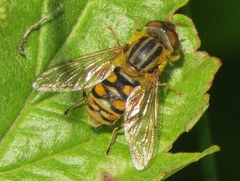 Parhelophilus laetus