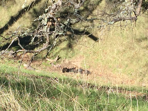 iNaturalist observation photo of Turkey Vulture