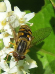 Parhelophilus laetus