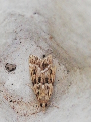 Eudonia lineola