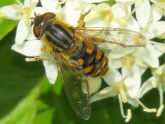 Parhelophilus laetus