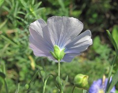 Linum nervosum